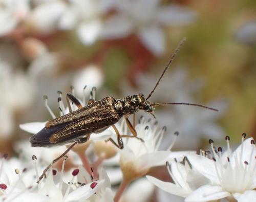 Réf. 180 013 : Oedemera barbara